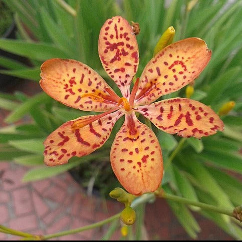 Belamcanda chinensis - Blackberry Lily Seeds mixed