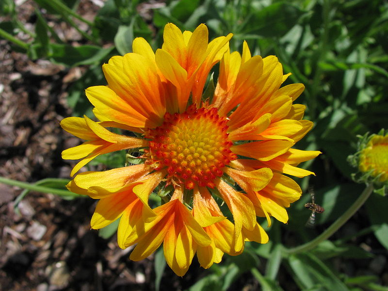 Gaillardia - Mixed Seeds