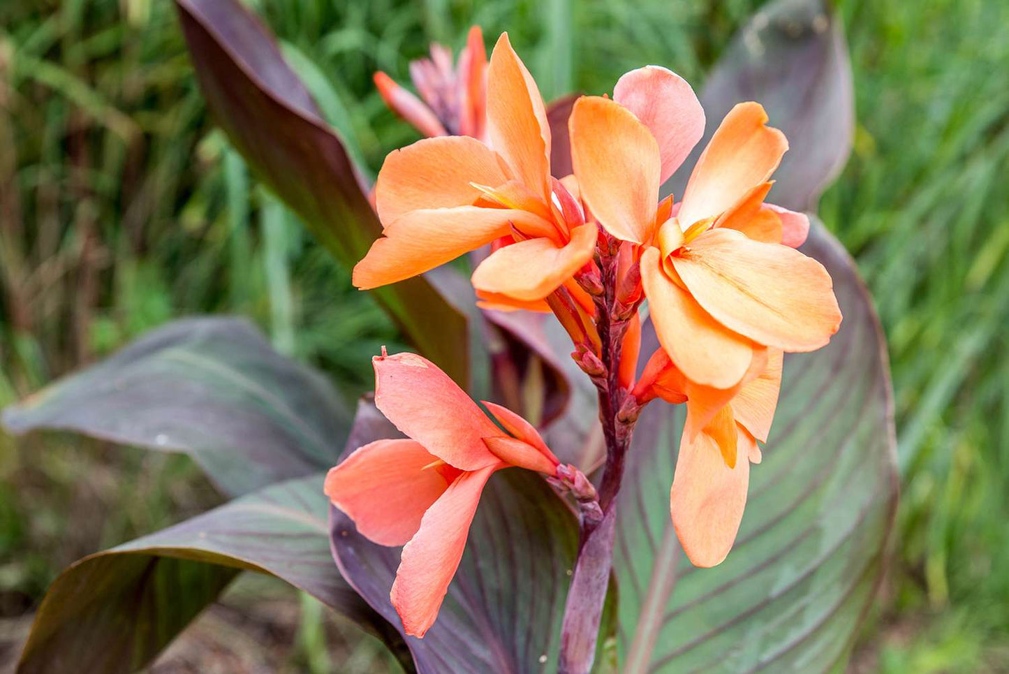 Mixed Canna Seeds from my hybridizing program