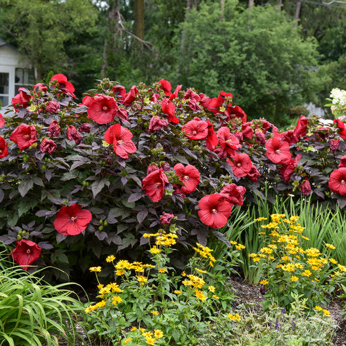 'Holy Grail' Rose Mallow Hibiscus hybrid seeds