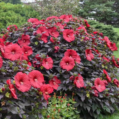 'Holy Grail' Rose Mallow Hibiscus hybrid seeds