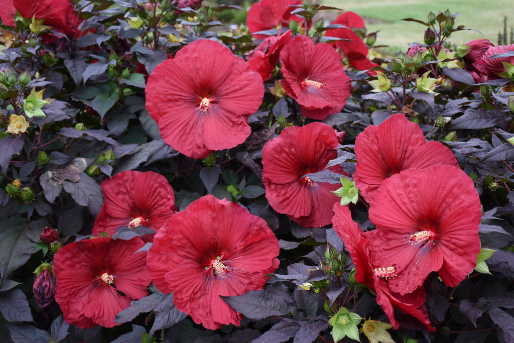 'Holy Grail' Rose Mallow Hibiscus hybrid seeds