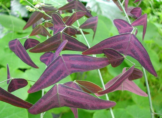 Christia vespertilionis - the Red Butterfly Wing - seeds