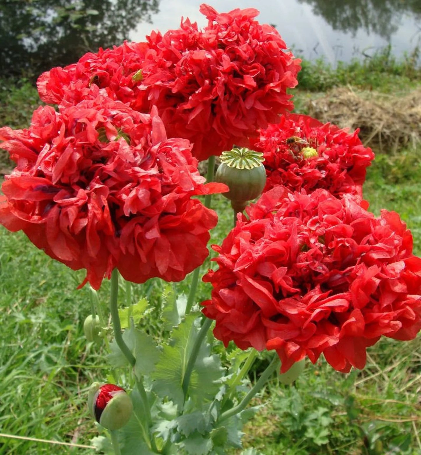 'Lucille Ball' Papaver Somniferum var. Paeoniflorum'