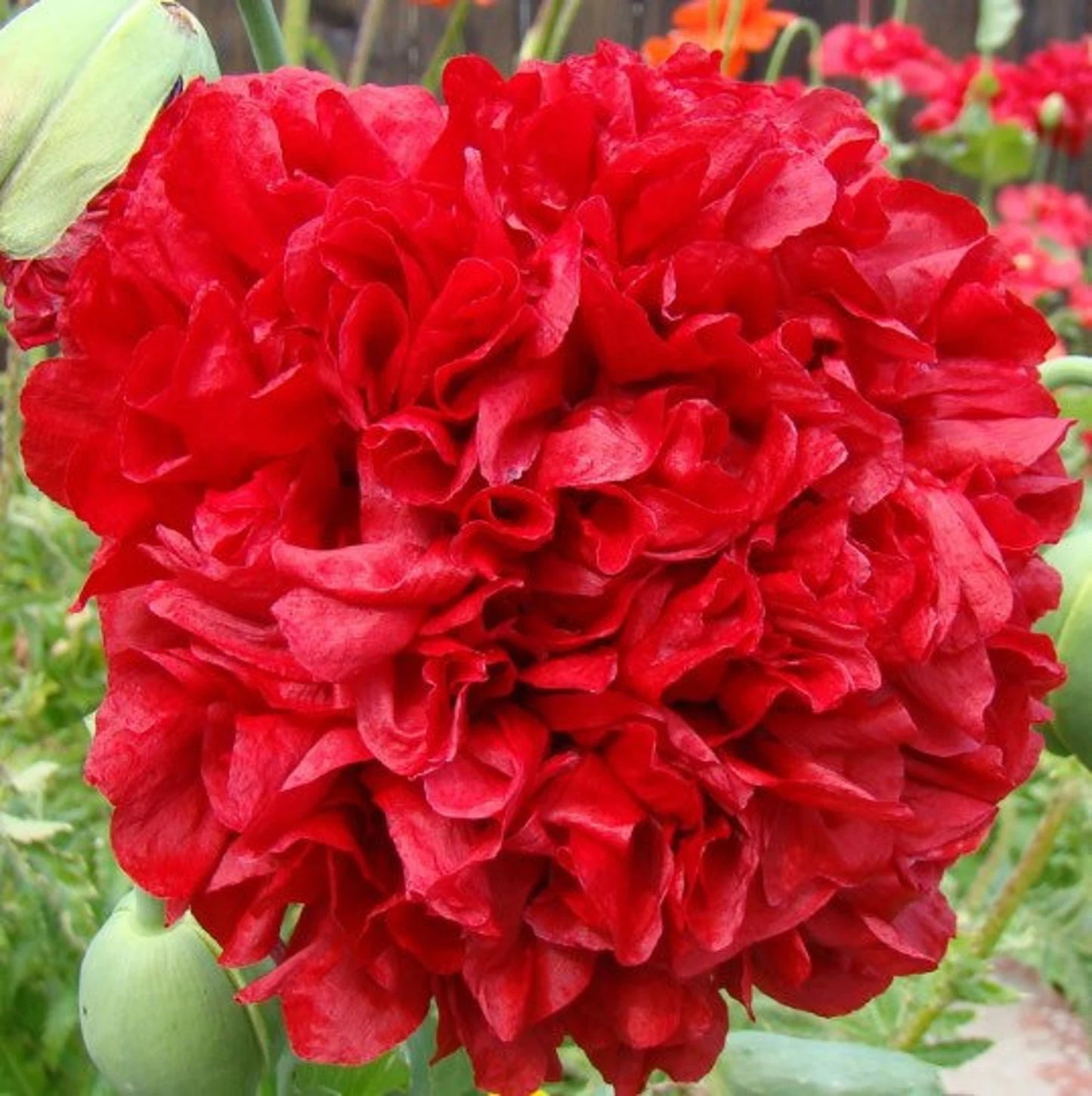 'Lucille Ball' Papaver Somniferum var. Paeoniflorum'