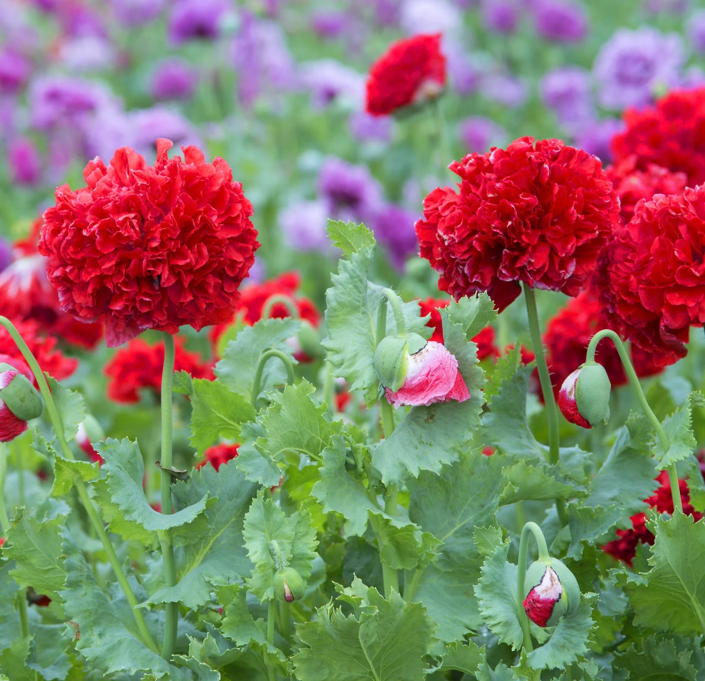 'Lucille Ball' Papaver Somniferum var. Paeoniflorum'