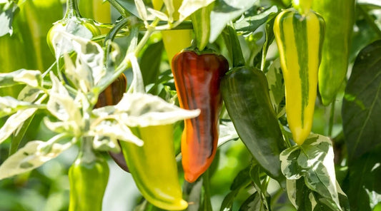 Varieagated Sweet Pepper Seeds