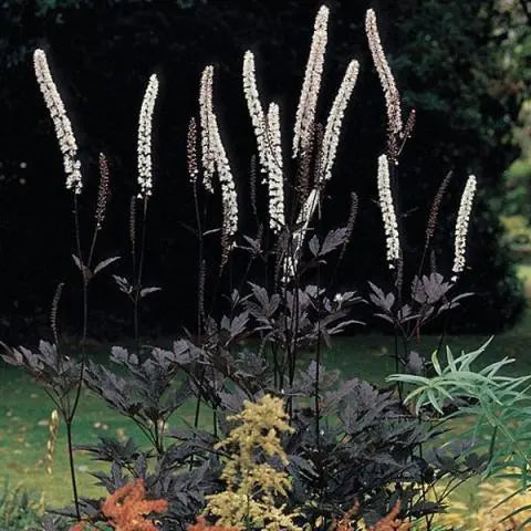 Actaea simplex 'Black Negligee' Seeds