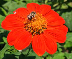 Tithonia Seeds