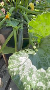 Zucchini 'Incredible Escalator' Climbing Zucchini seeds