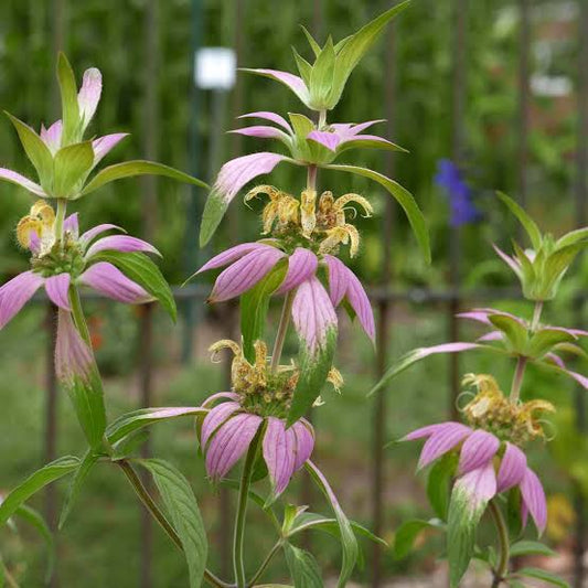 Monarda punctata seeds