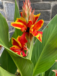 Mixed Canna Seeds from my hybridizing program