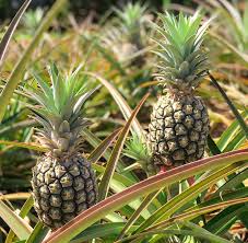 Pineapple 'Smooth Cayenne hybrid'