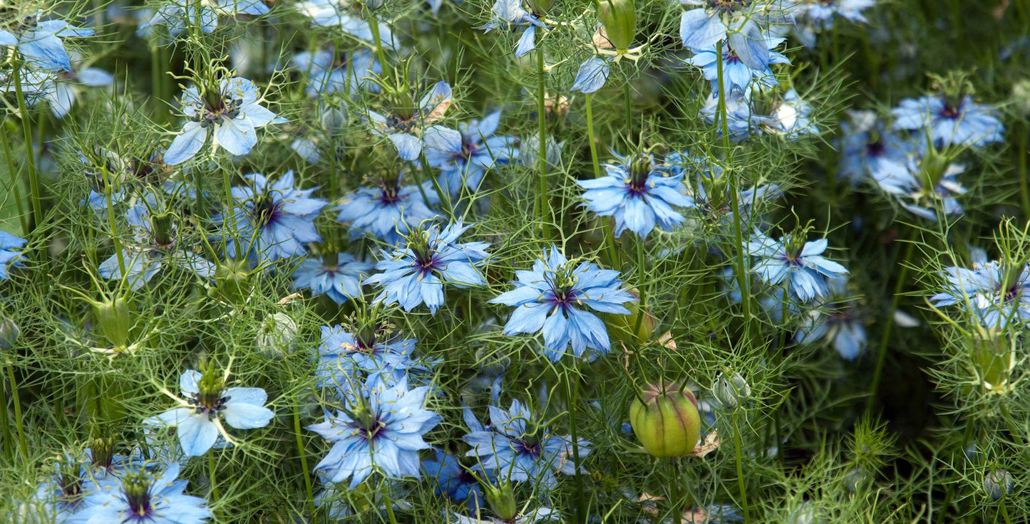 Nigella sativa seeds - Love-in-a-mist