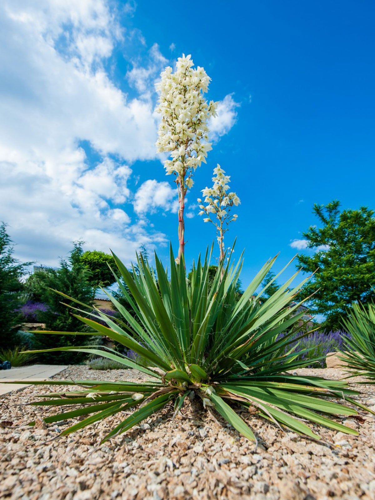 Yucca Seeds