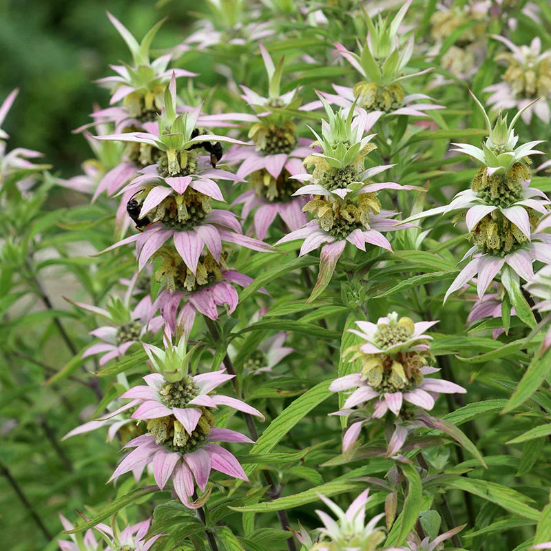 Monarda punctata seeds