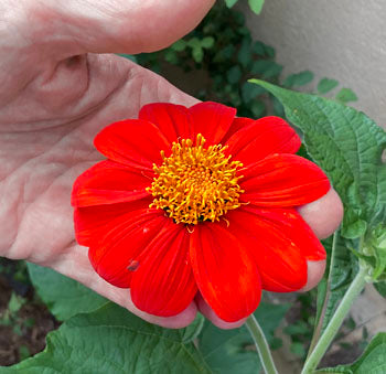 Tithonia Seeds