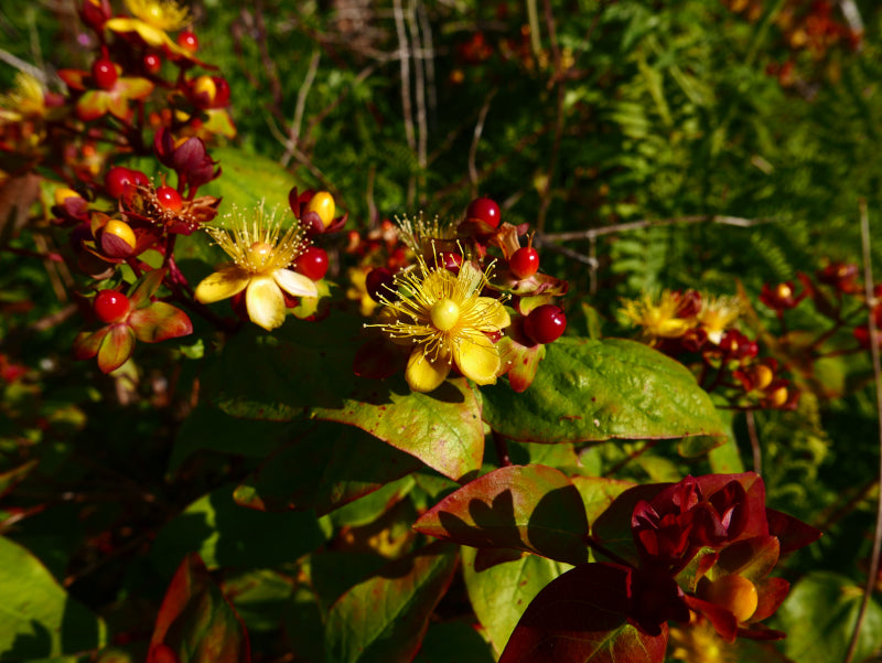 Hypericum androsaemum seeds