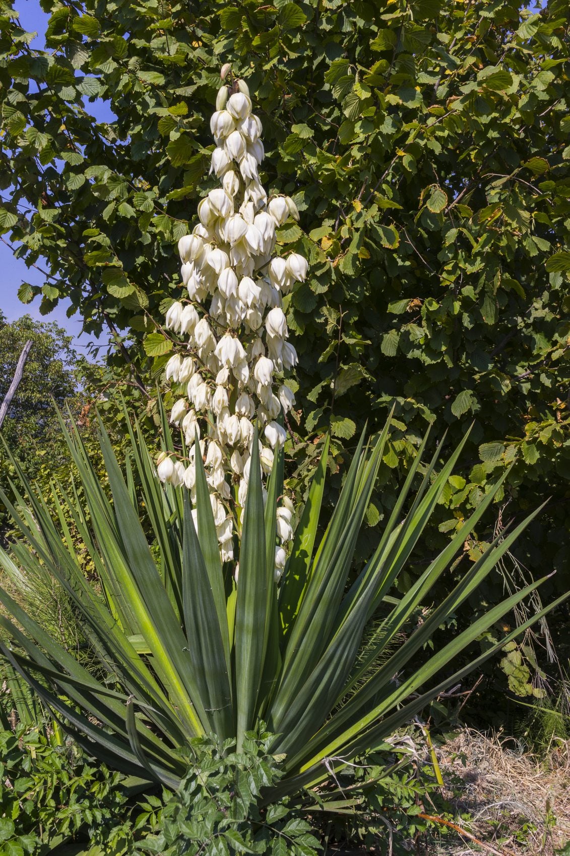 Yucca Seeds