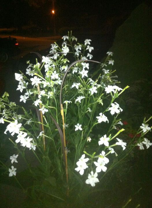 Evening Scented Nicotiana Seeds