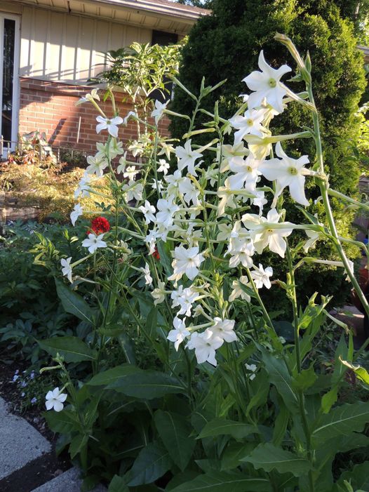 Evening Scented Nicotiana Seeds