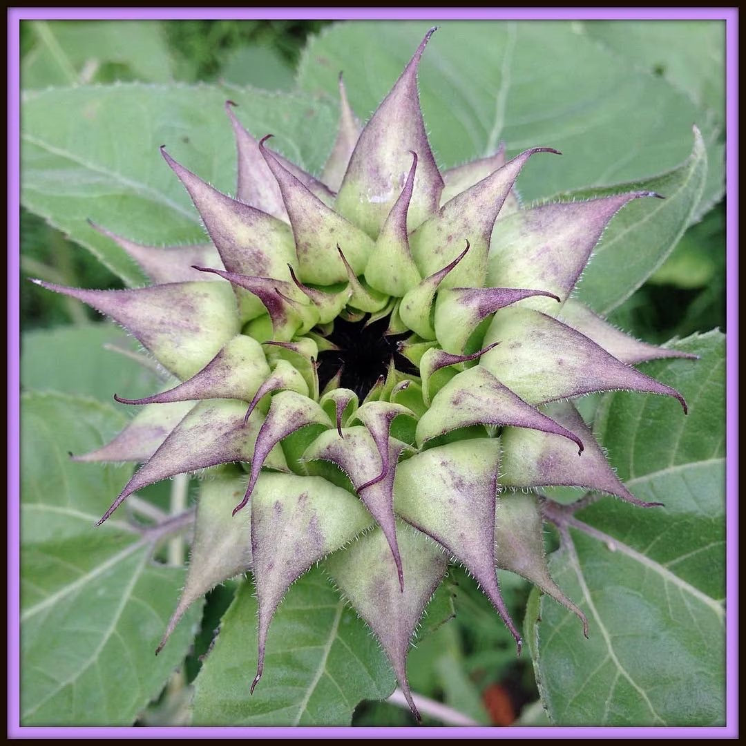 Sunflower 'Sunfill Purple' Seeds