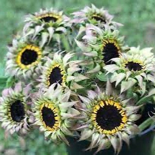 Sunflower 'Sunfill Purple' Seeds