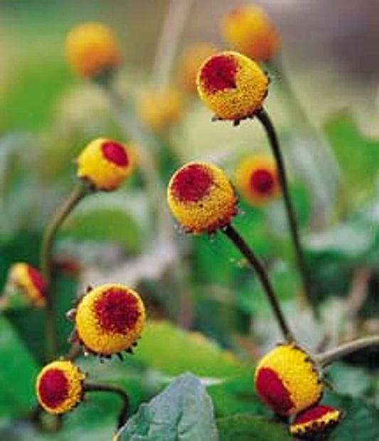 Spilanthes acmella - (Toothache plant) Seeds.