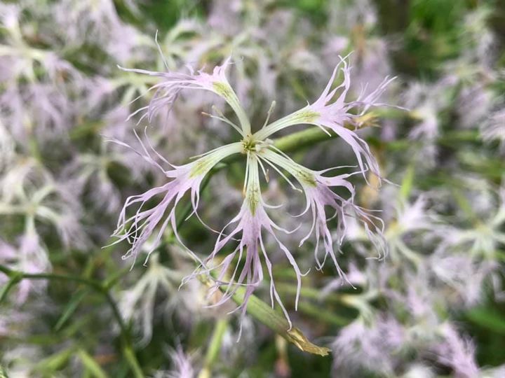 Dianthus superbus seeds