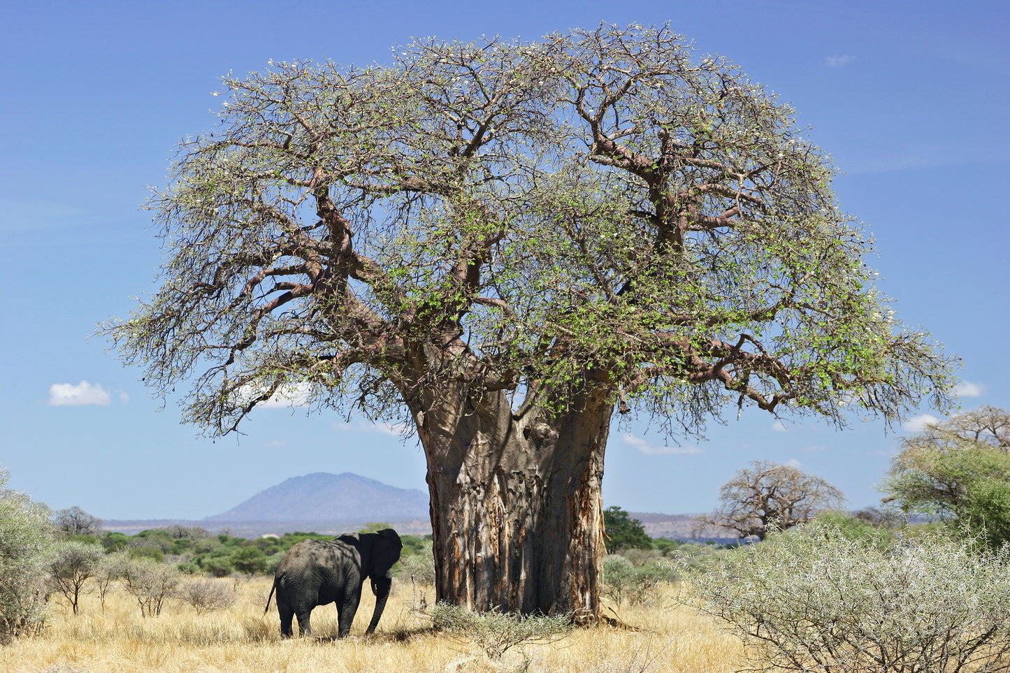 Baobab Tree Seeds - Mali