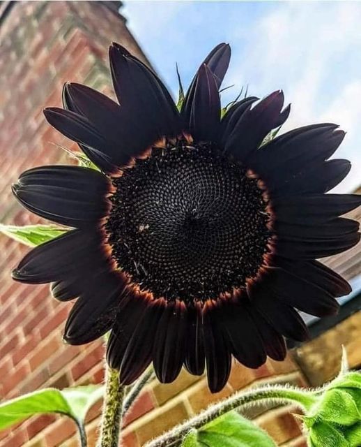 Sunflower 'Black Beauty' Seeds
