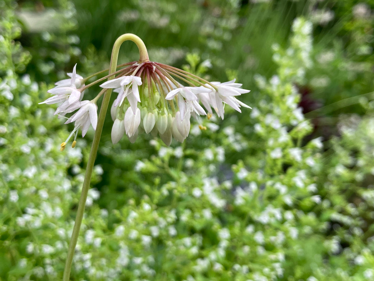 Allium cernuum seeds