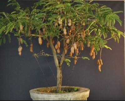Tamarindus indica Seeds -