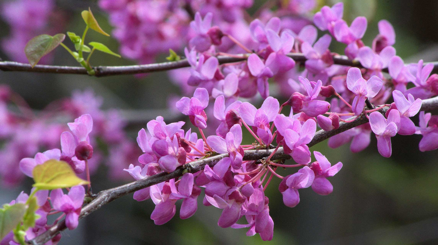 Cercis canadensis Seeds