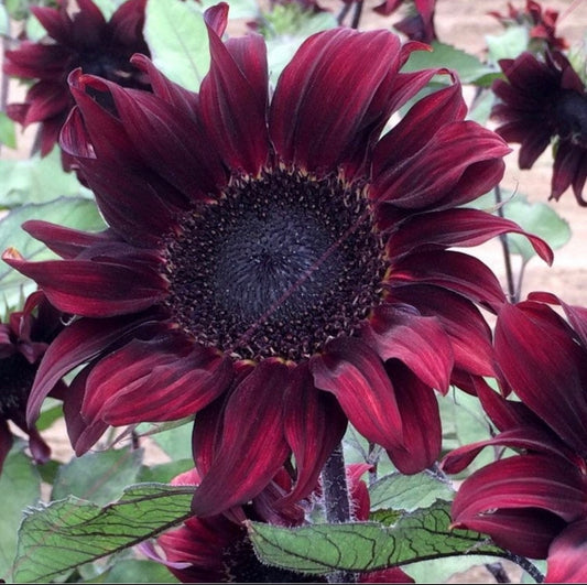 Sunflower 'Red Wave' Seeds