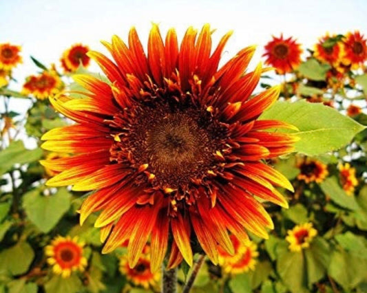 Sunflower 'Joker' Seeds
