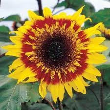 Sunflower 'Joker' Seeds