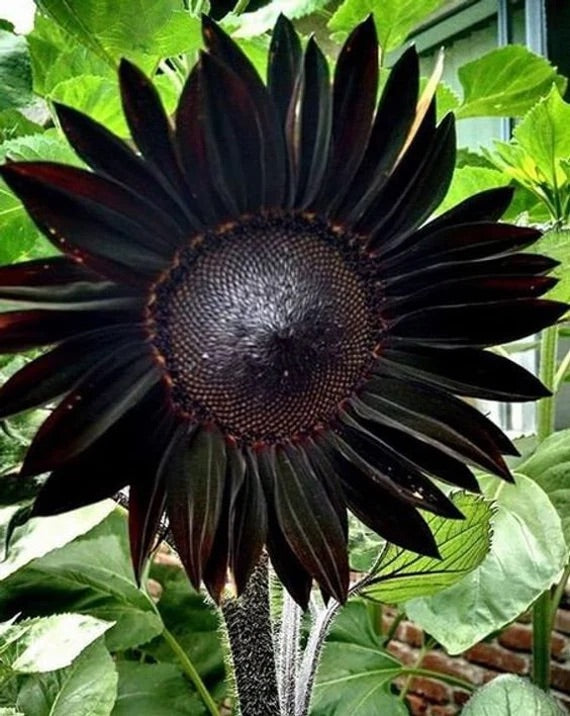 Sunflower 'Black Beauty' Seeds