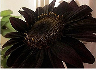 Sunflower 'Black Beauty' Seeds