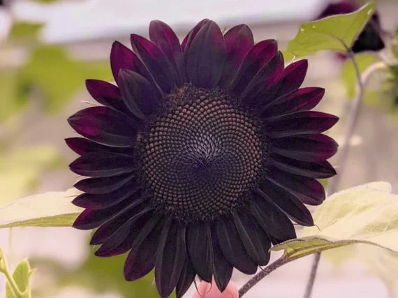 Sunflower 'Black Beauty' Seeds