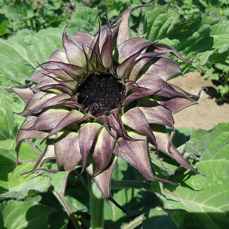 Sunflower 'Sunfill Purple' Seeds