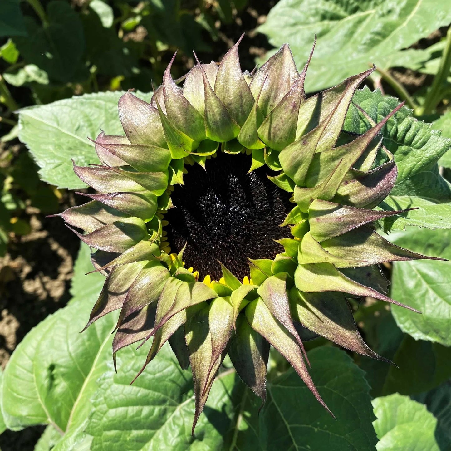 Sunflower 'Sunfill Purple' Seeds