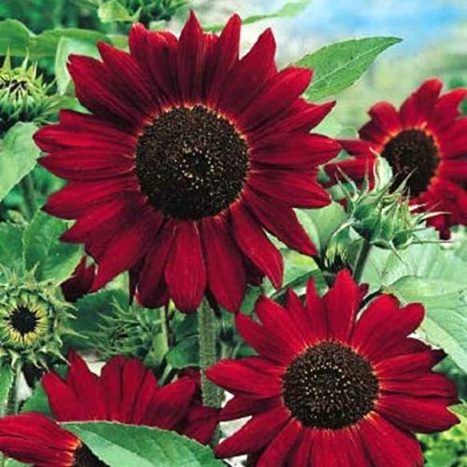 Sunflower 'Red Wave' Seeds