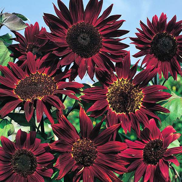 Sunflower 'Red Wave' Seeds