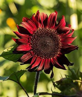 Sunflower 'Red Wave' Seeds