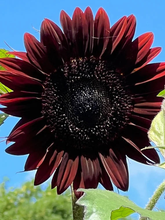 Sunflower 'Red Wave' Seeds