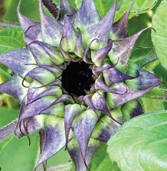 Sunflower 'Sunfill Purple' Seeds