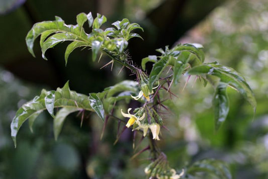 Solanum atropurpureum Seeds