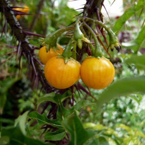 Solanum atropurpureum Seeds