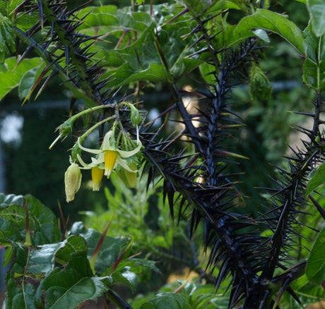 Solanum atropurpureum Seeds